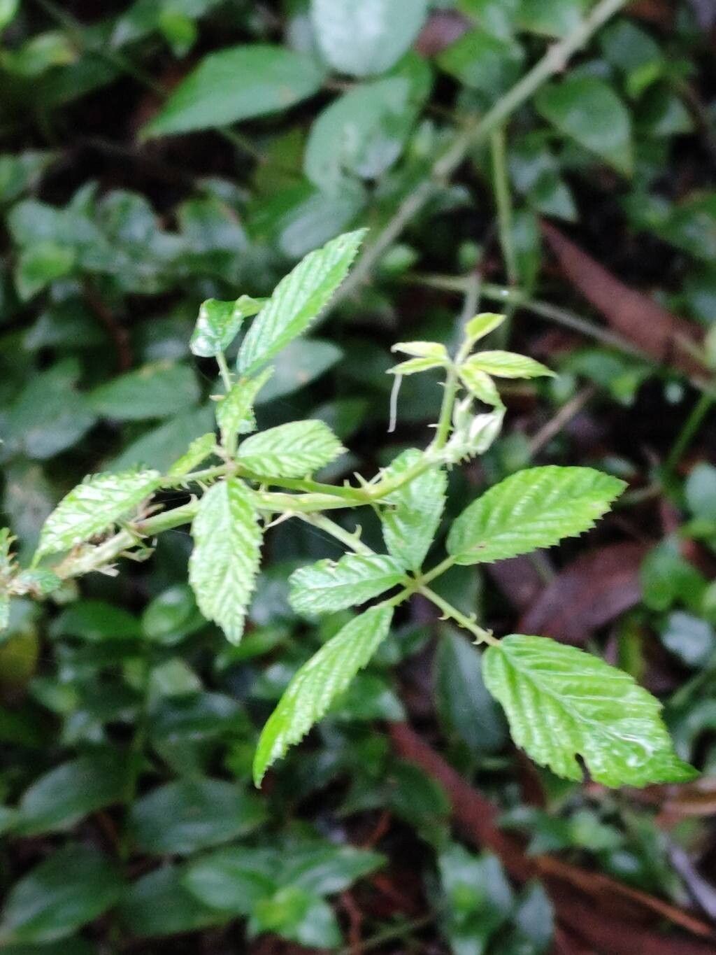 Rubus pinnatus — houseplant care guide