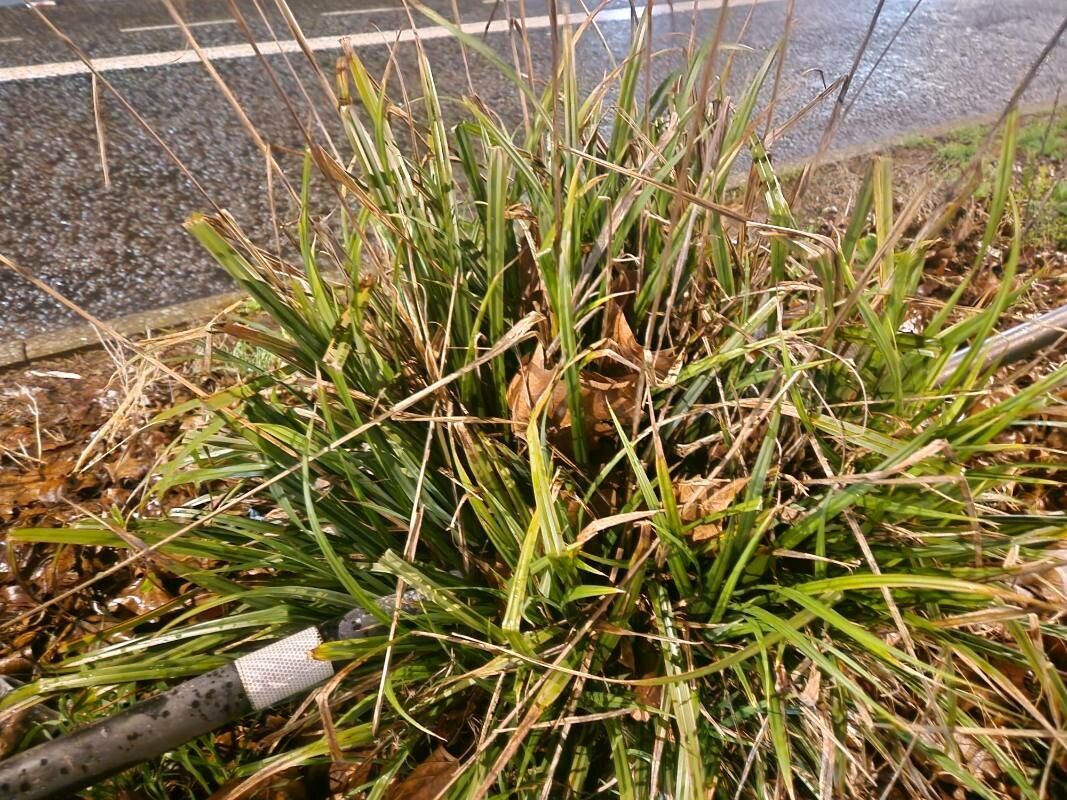 Carex hordeistichos leaf