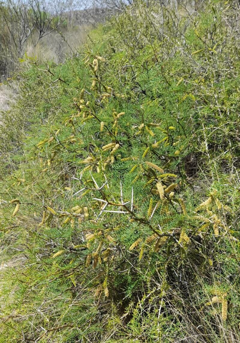 Prosopis alpataco habit