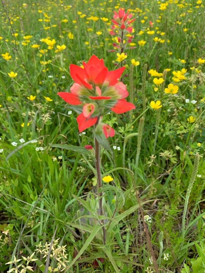 Castilleja indivisa bark