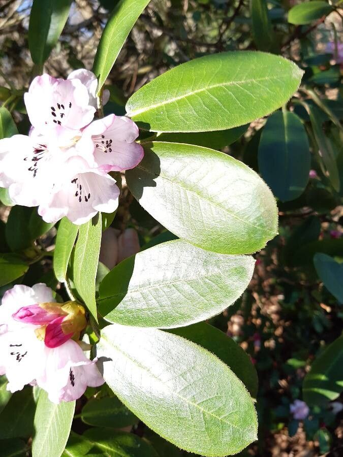 Rhododendron oligocarpum — houseplant care guide