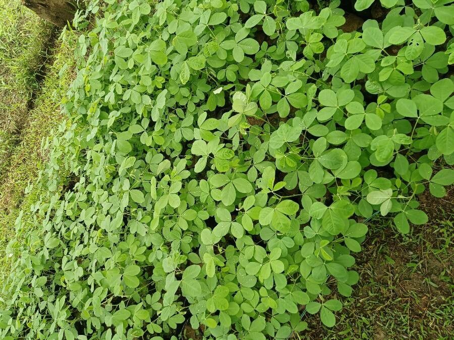 Crotalaria incana — search result for 'Crotalaria'