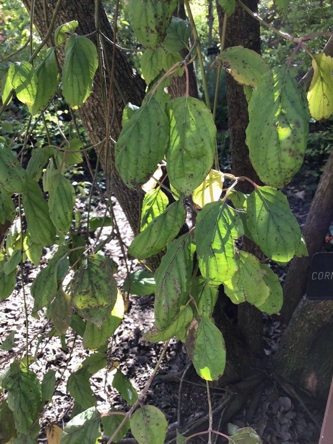 Cornus schindleri leaf