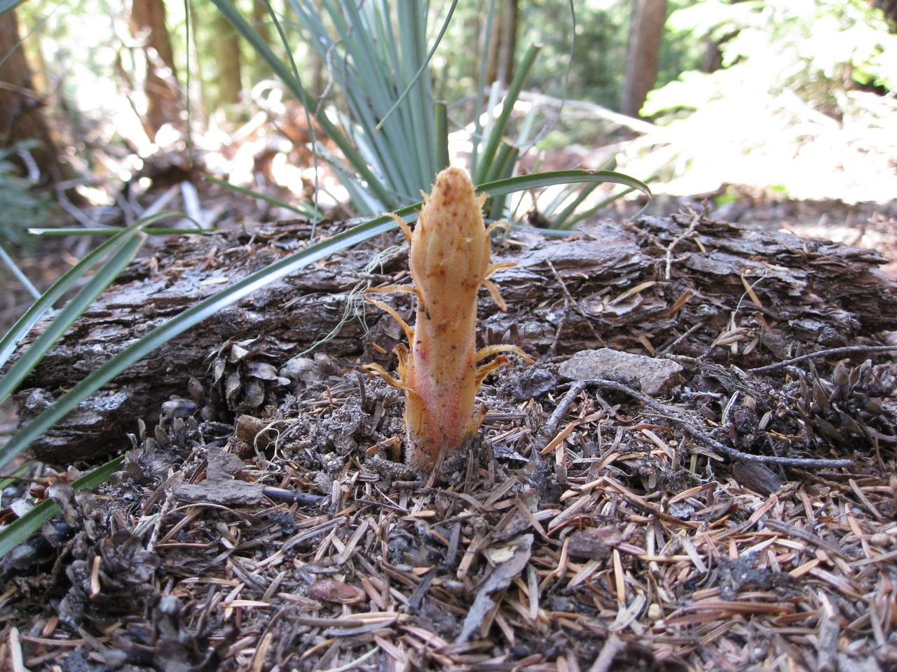 Pterospora andromedea bark
