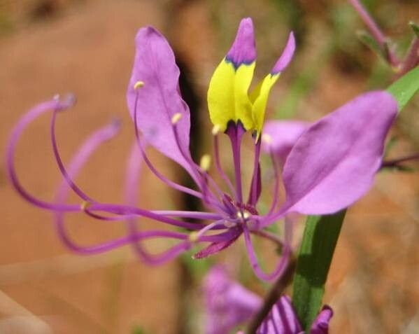 Cleome elegantissima — houseplant care guide