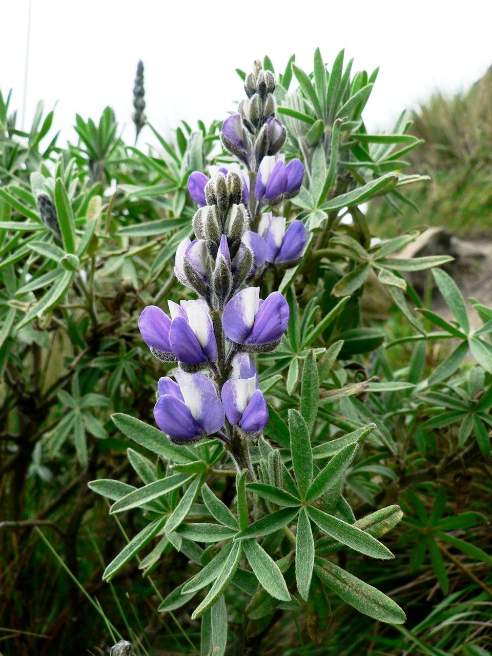 Lupinus pubescens flower