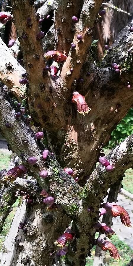Crescentia alata bark