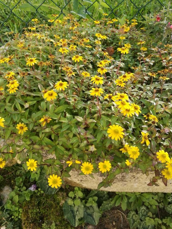Sanvitalia procumbens fruit