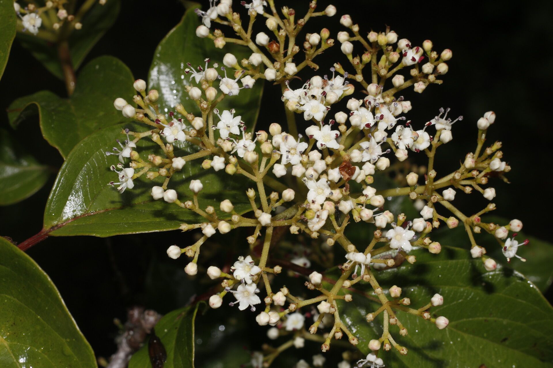 Viburnum venustum leaf