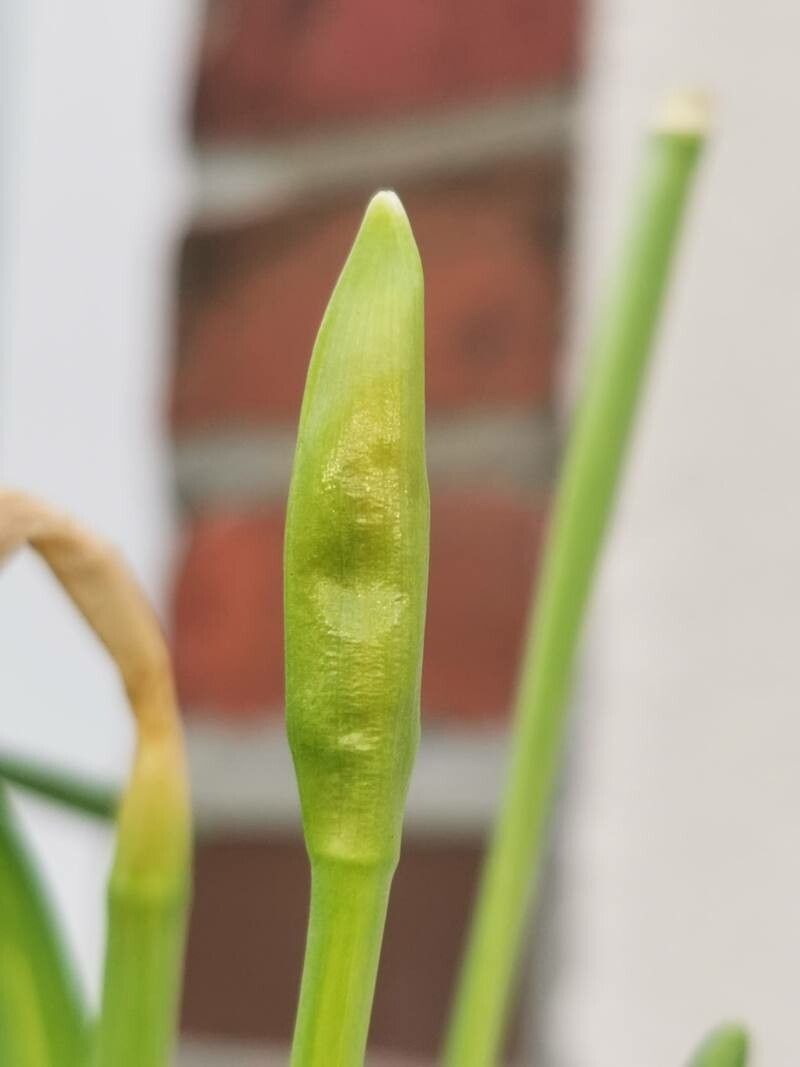Narcissus jonquilla fruit