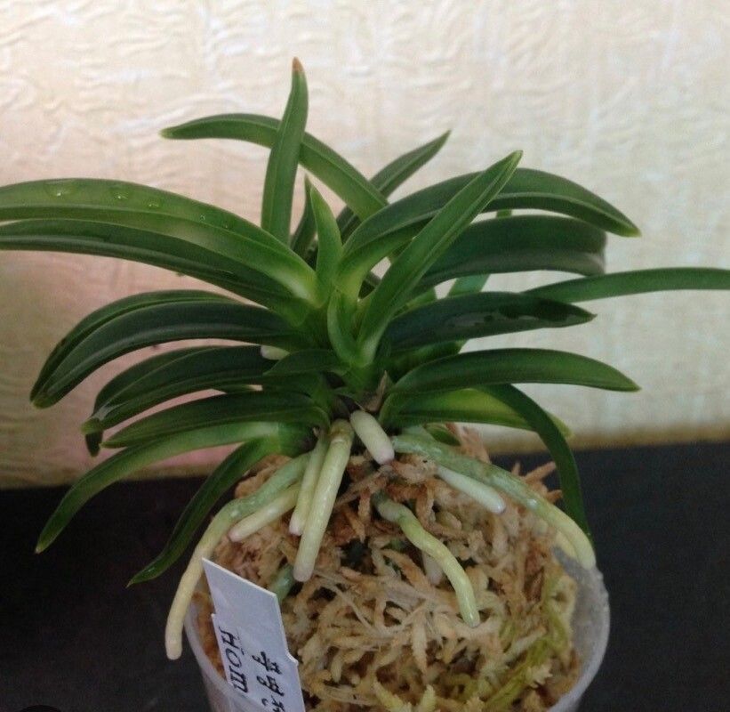 Neofinetia falcata — search result for 'Vanda'