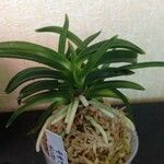 Neofinetia falcata