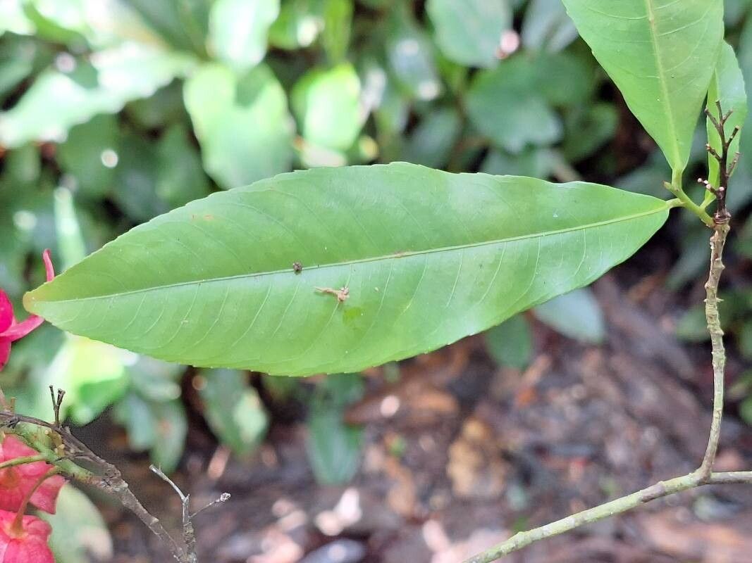 Ochna membranacea leaf