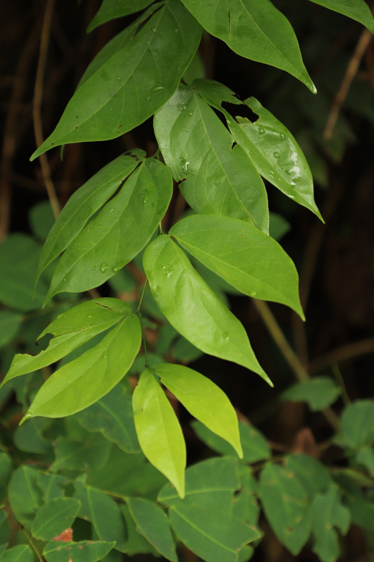 Guibourtia arnoldiana leaf