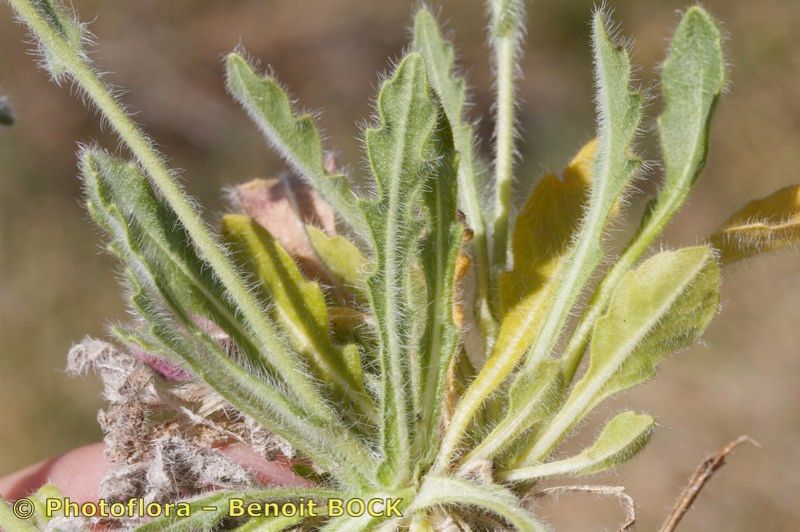 Biscutella guillonii other