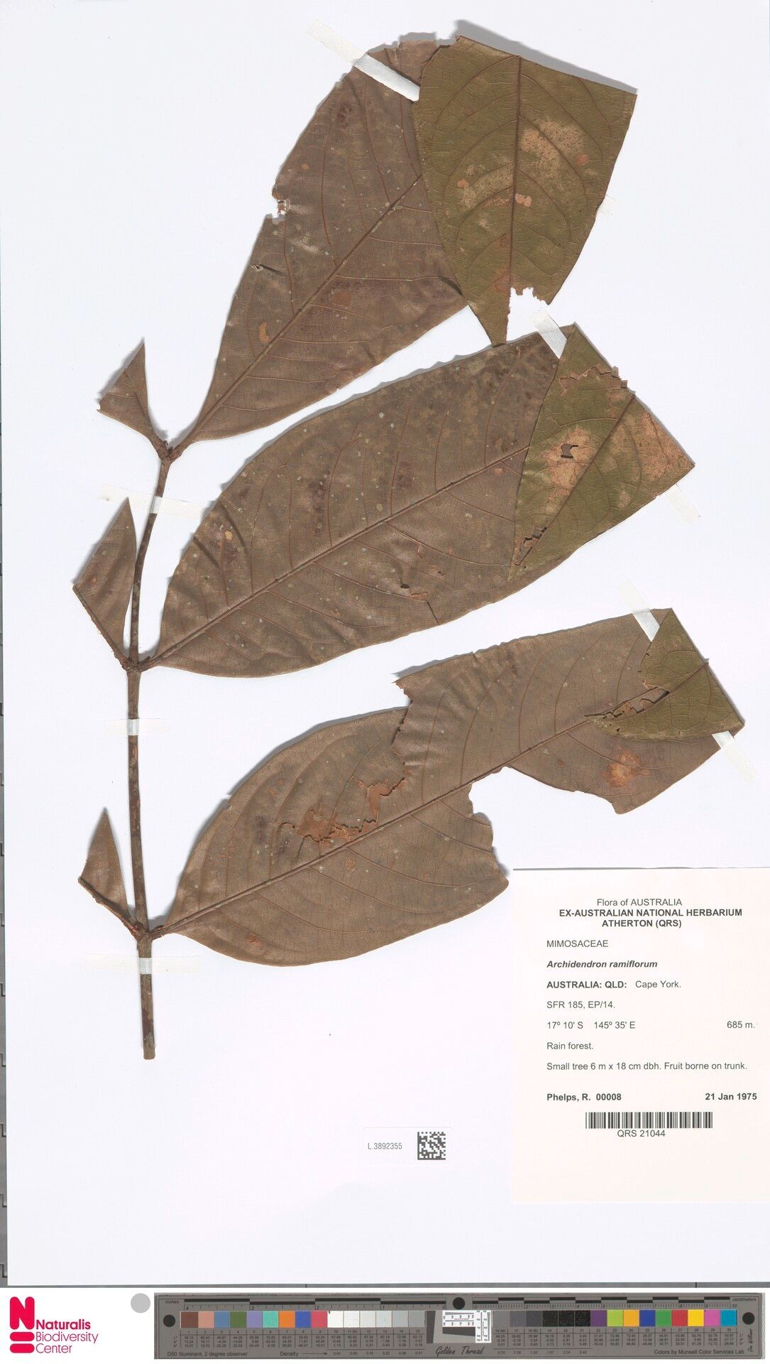 Archidendron ramiflorum — houseplant care guide