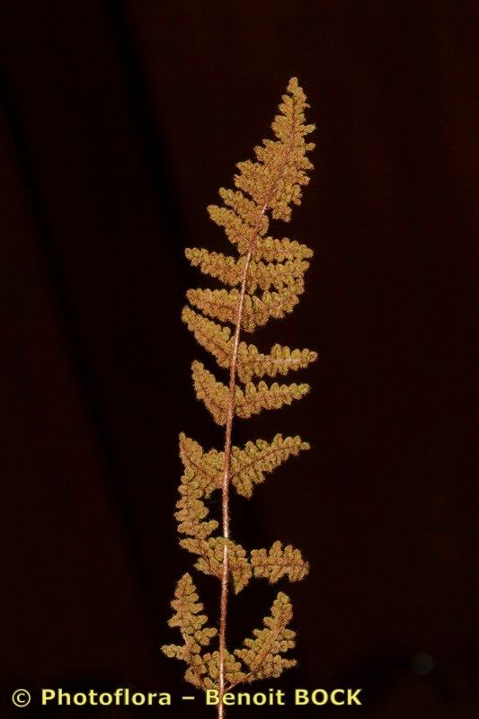 Allosorus persicus fruit