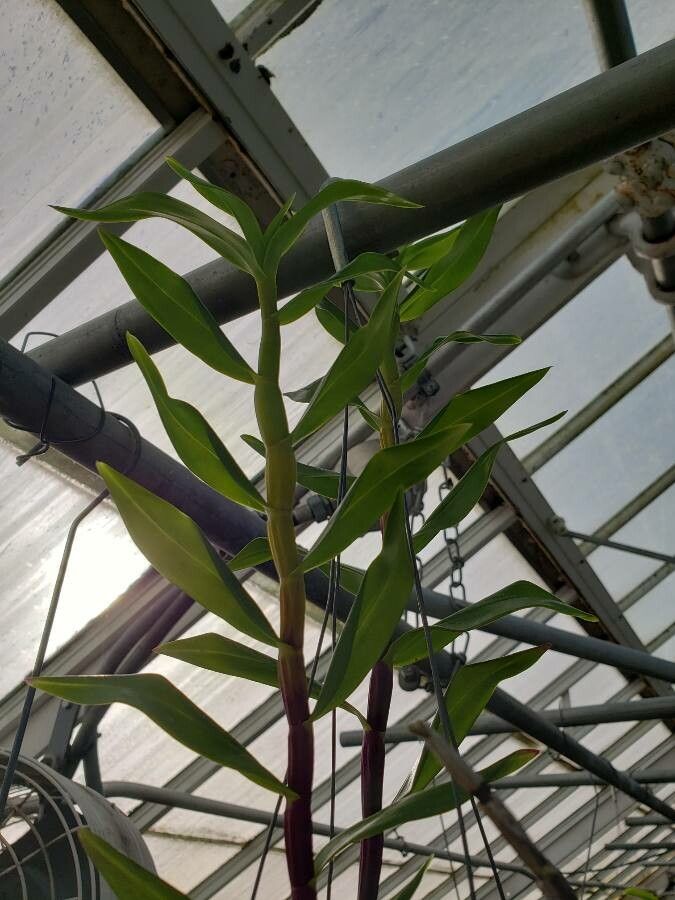 Dendrobium glomeratum — houseplant care guide