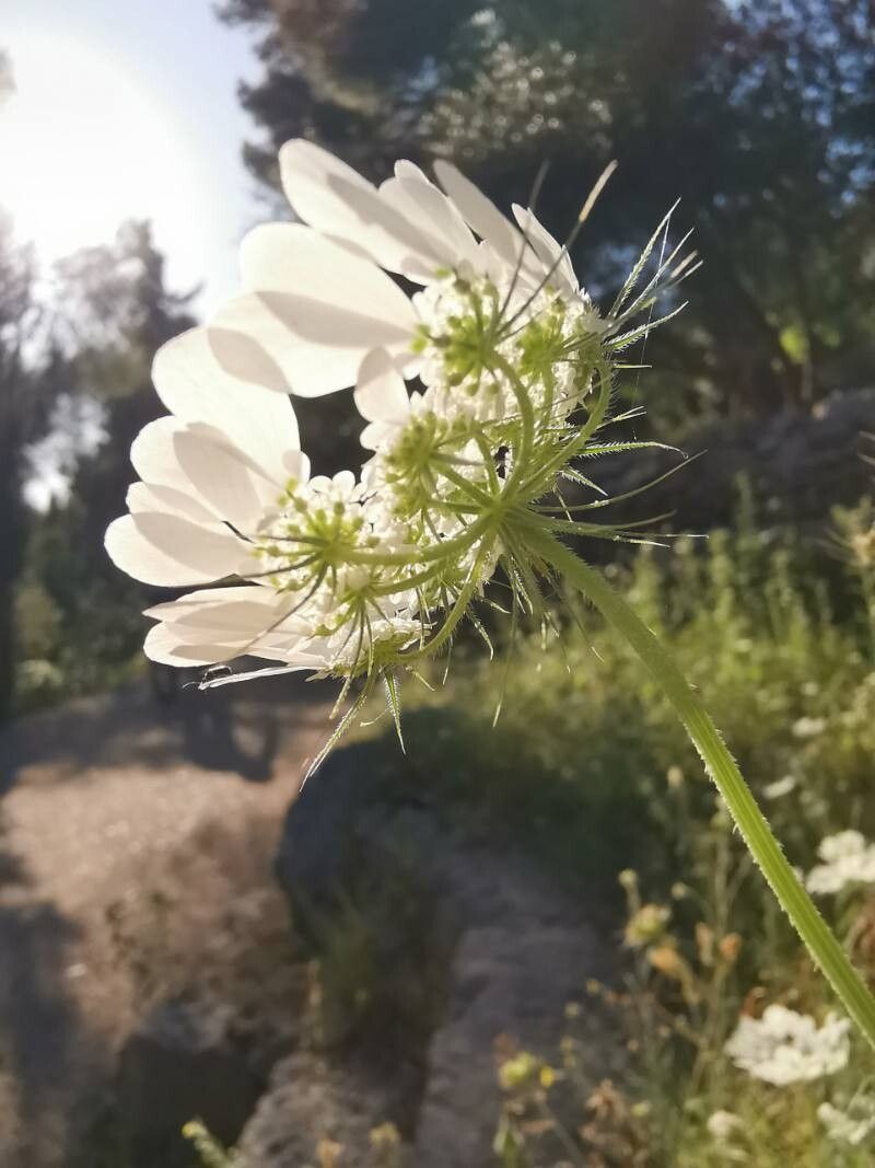 Tordylium officinale flower