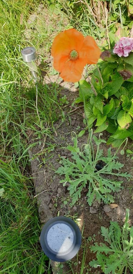 Papaver pseudocanescens — search result for 'Papaver'