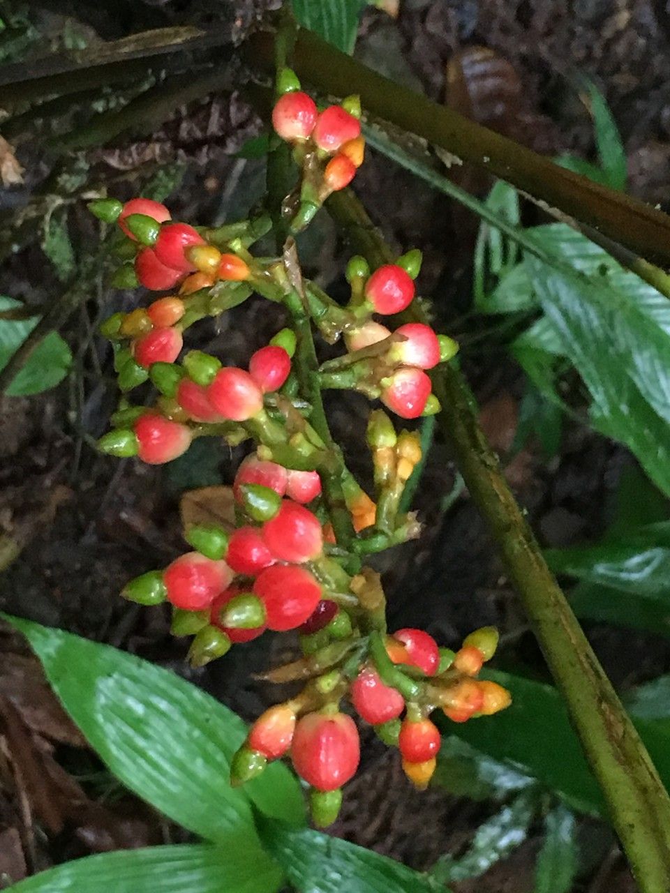 Renealmia concinna fruit