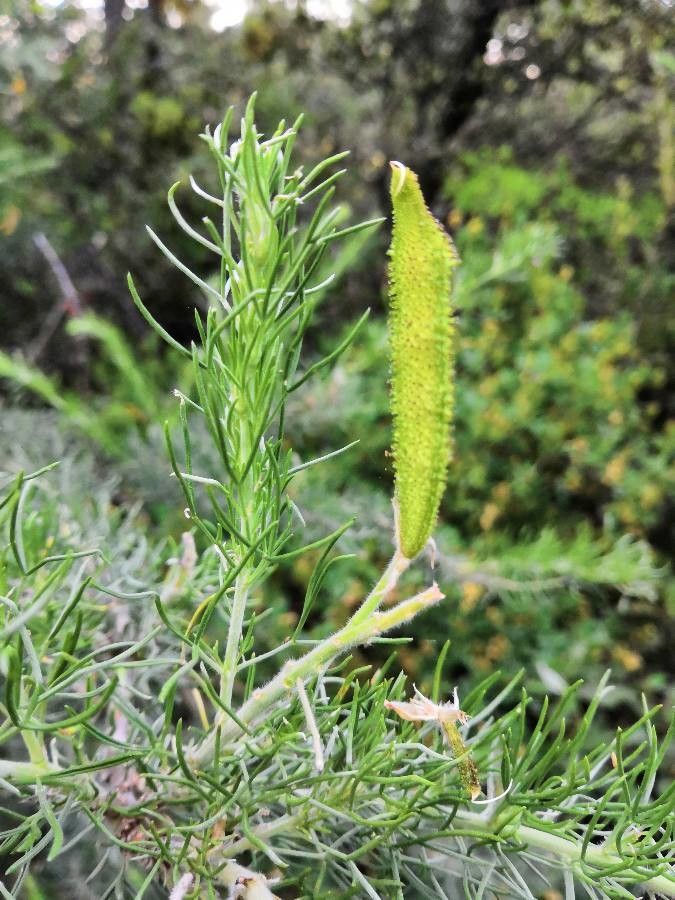 Adenocarpus decorticans fruit