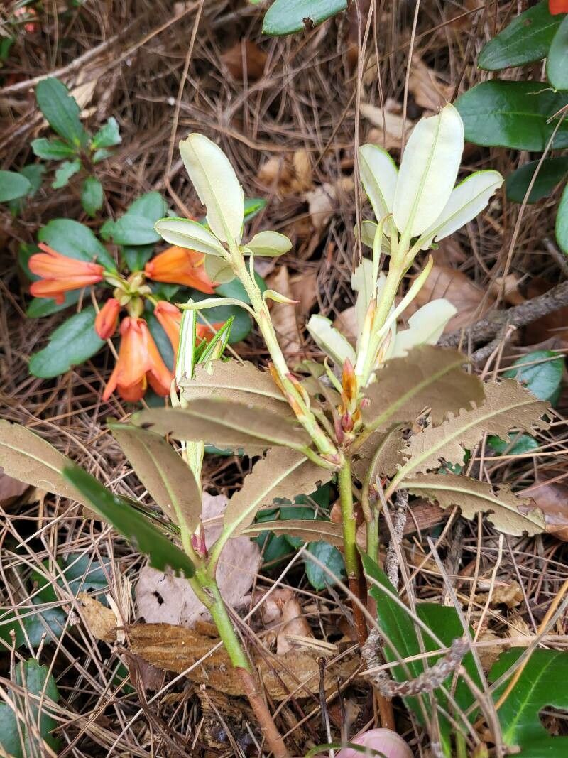 Rhododendron dichroanthum — houseplant care guide