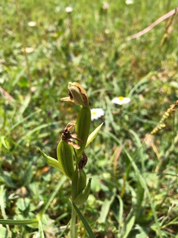 Ophrys aranifera fruit