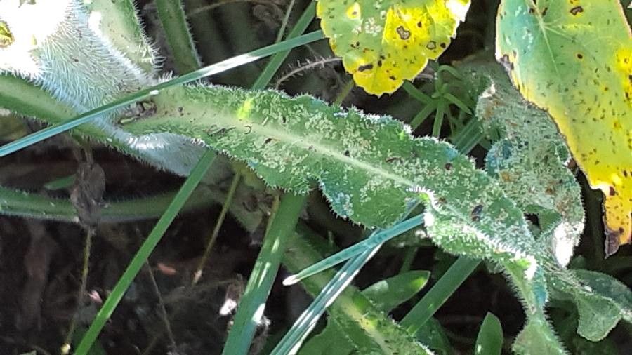 Campanula spicata leaf