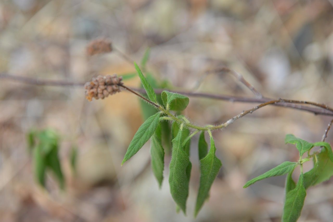 Varronia guanacastensis fruit