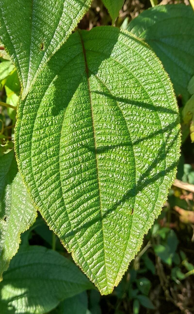 Miconia leacrenata — houseplant care guide