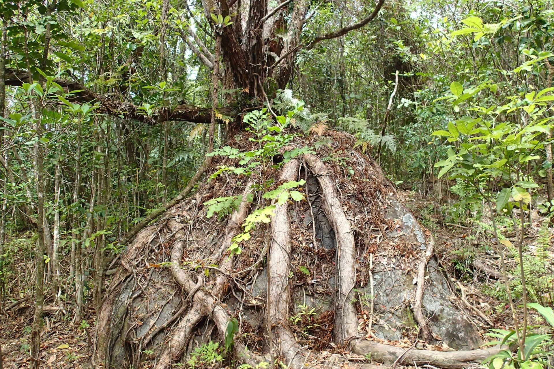Metrosideros elegans habit