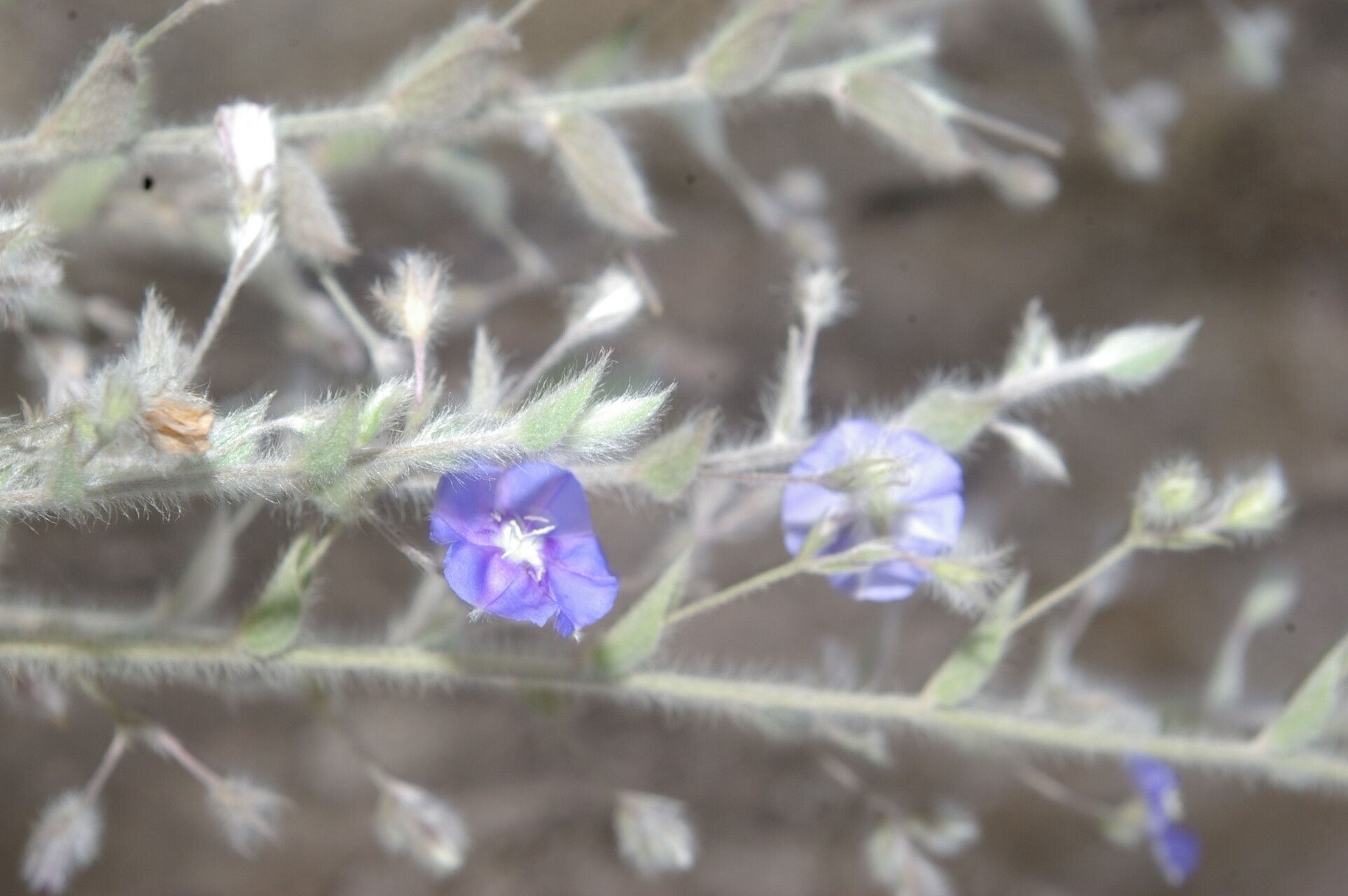 Evolvulus tenuis flower