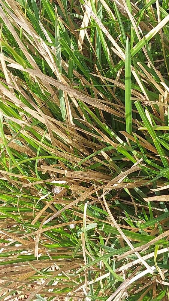 Sesleria argentea leaf