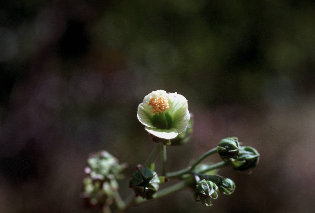 Pavonia paludicola flower