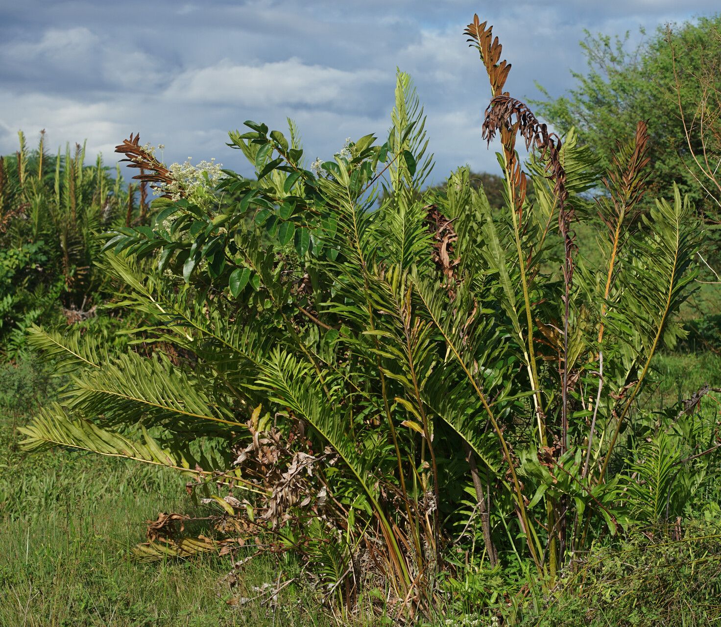 Acrostichum danaeifolium habit