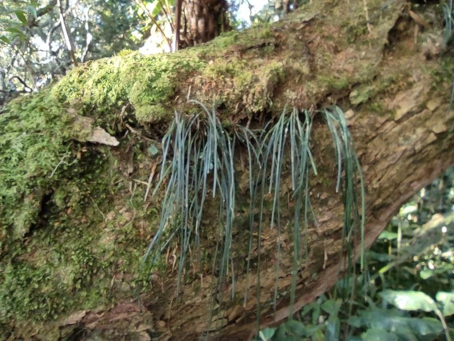 Vittaria isoetifolia — houseplant care guide