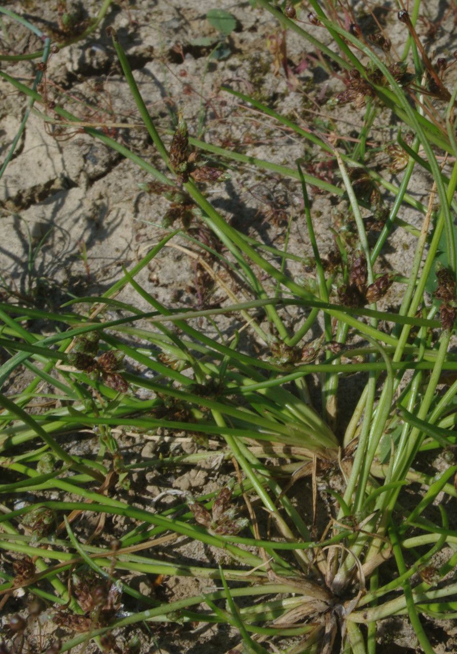 Schoenoplectiella supina — houseplant care guide