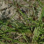 Schoenoplectiella supina