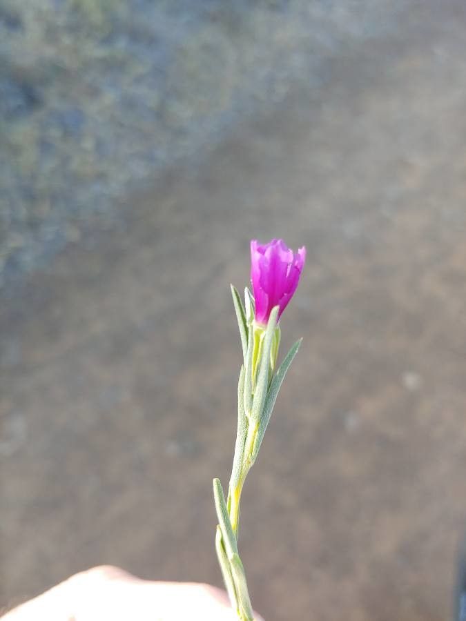 Clarkia purpurea — search result for 'Clarkia'