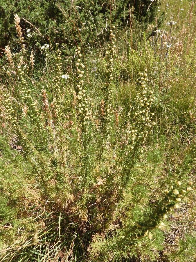 Artemisia chamaemelifolia flower