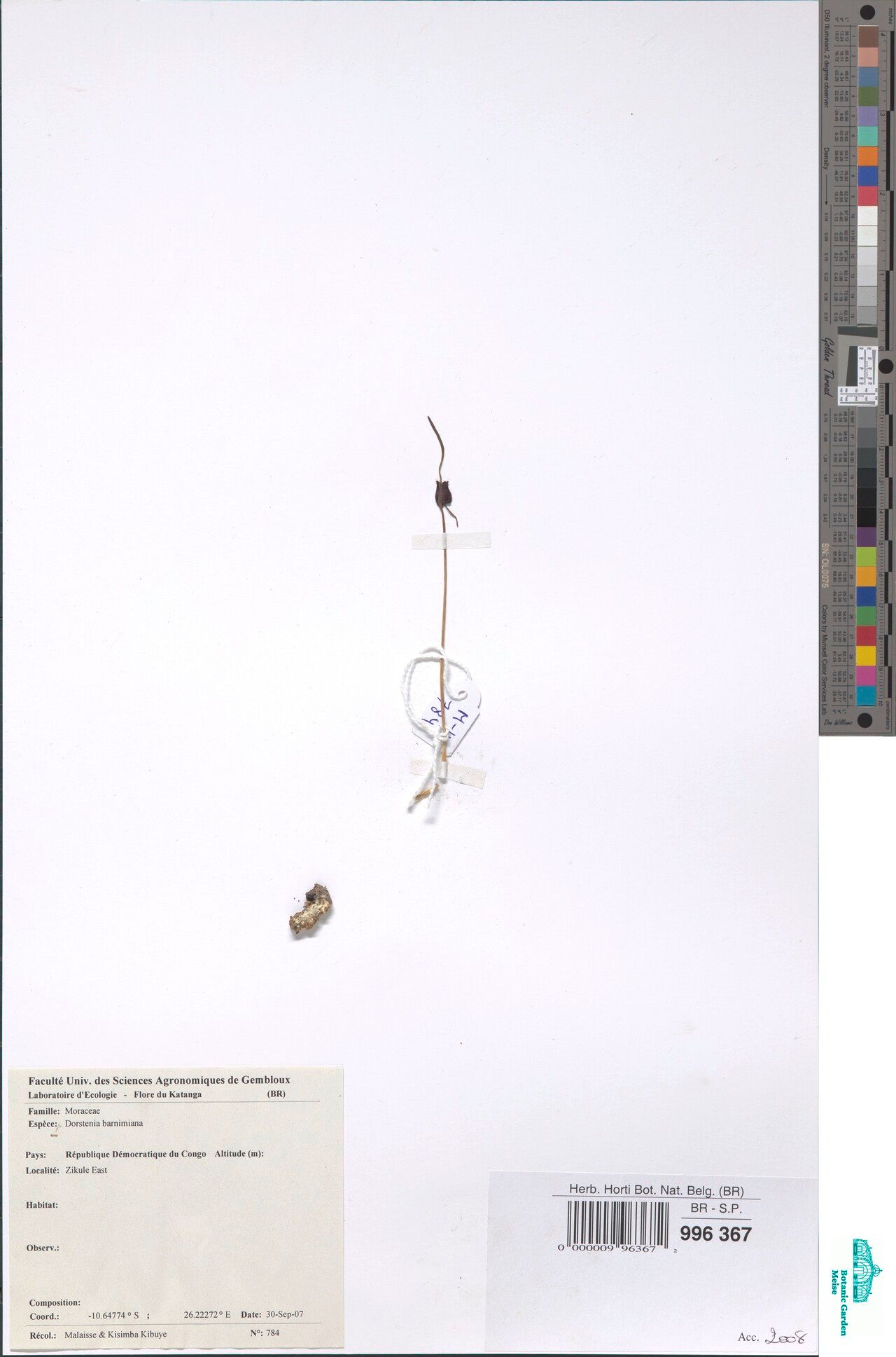 Dorstenia barnimiana — related species from the same genus