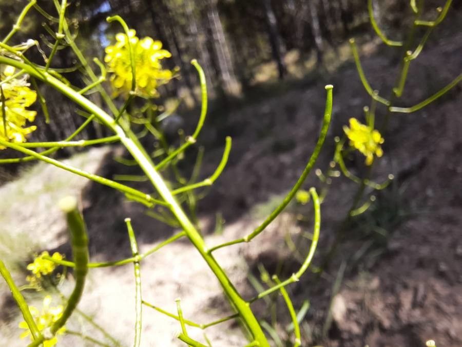Erucastrum nasturtiifolium fruit