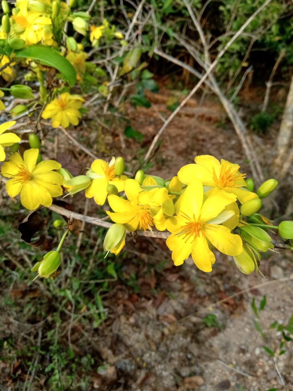 Ochna lanceolata — houseplant care guide