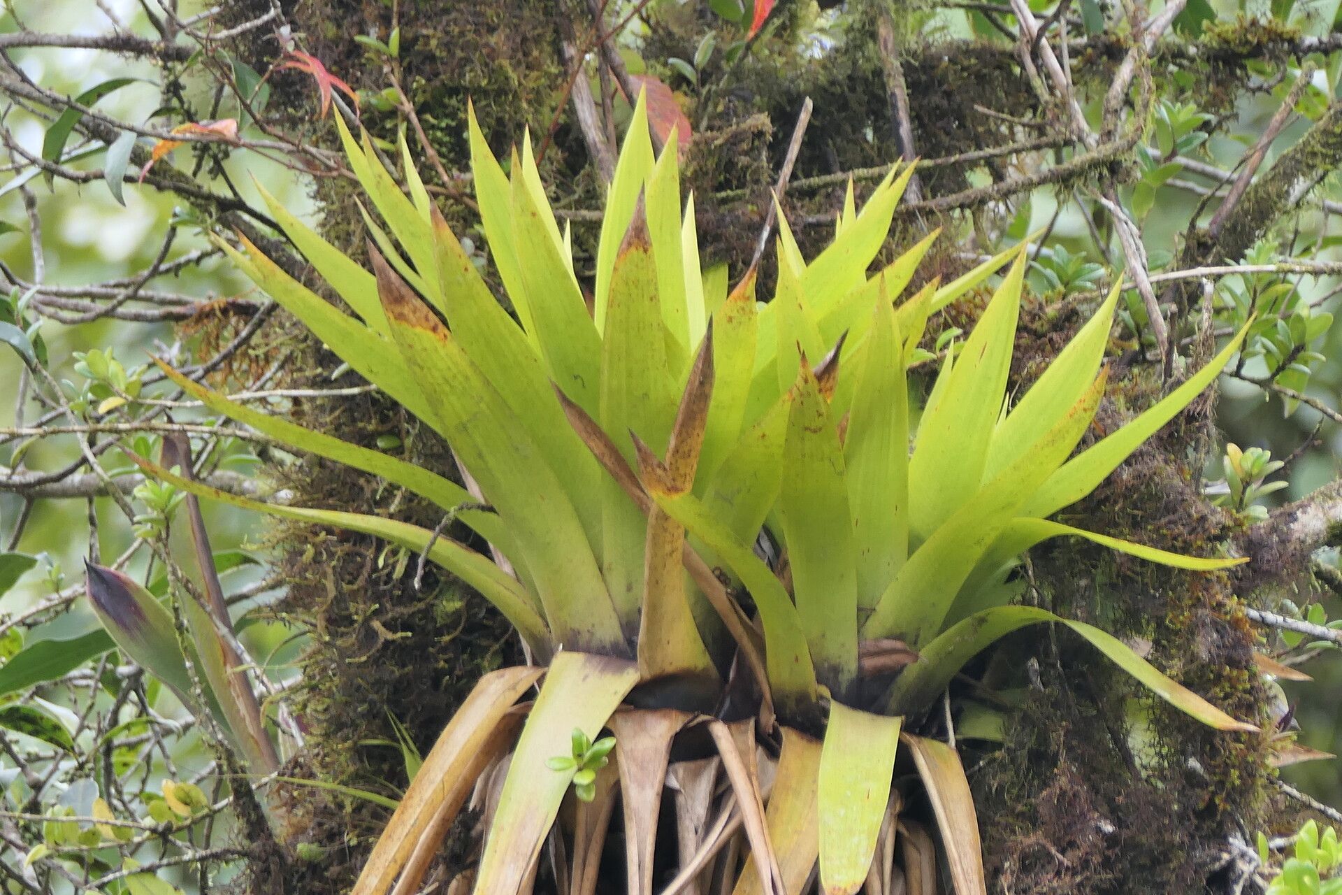 Vriesea altodaserrae