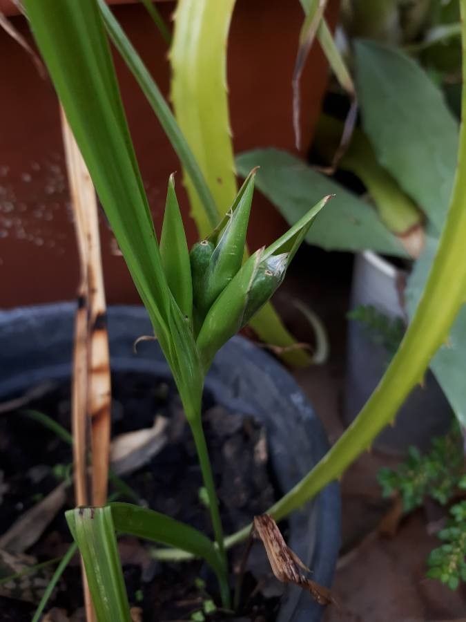 Cipura paludosa fruit