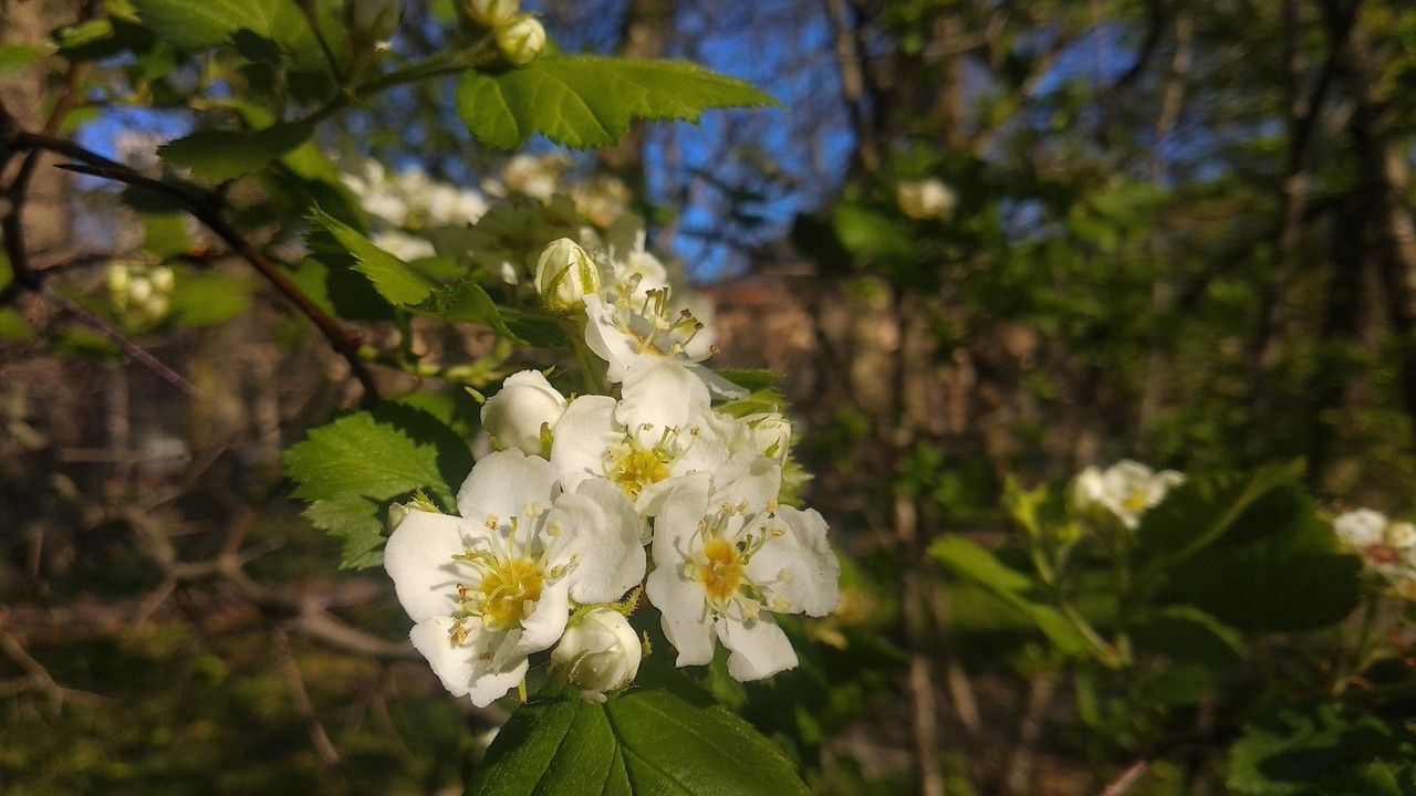 Crataegus arnoldiana flower