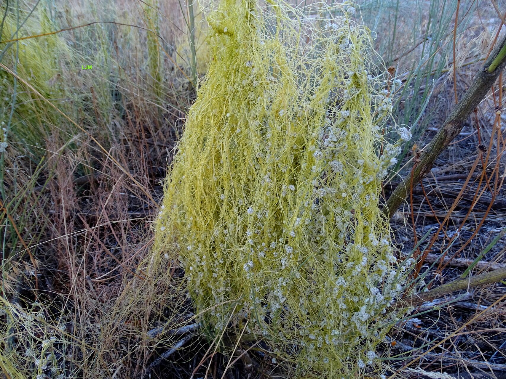 Cuscuta indecora — search result for 'Cuscuta'