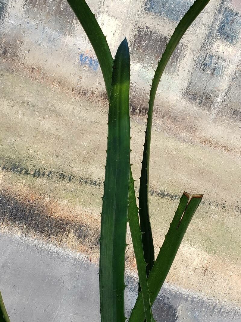 Aechmea egleriana — search result for 'Aechmea'