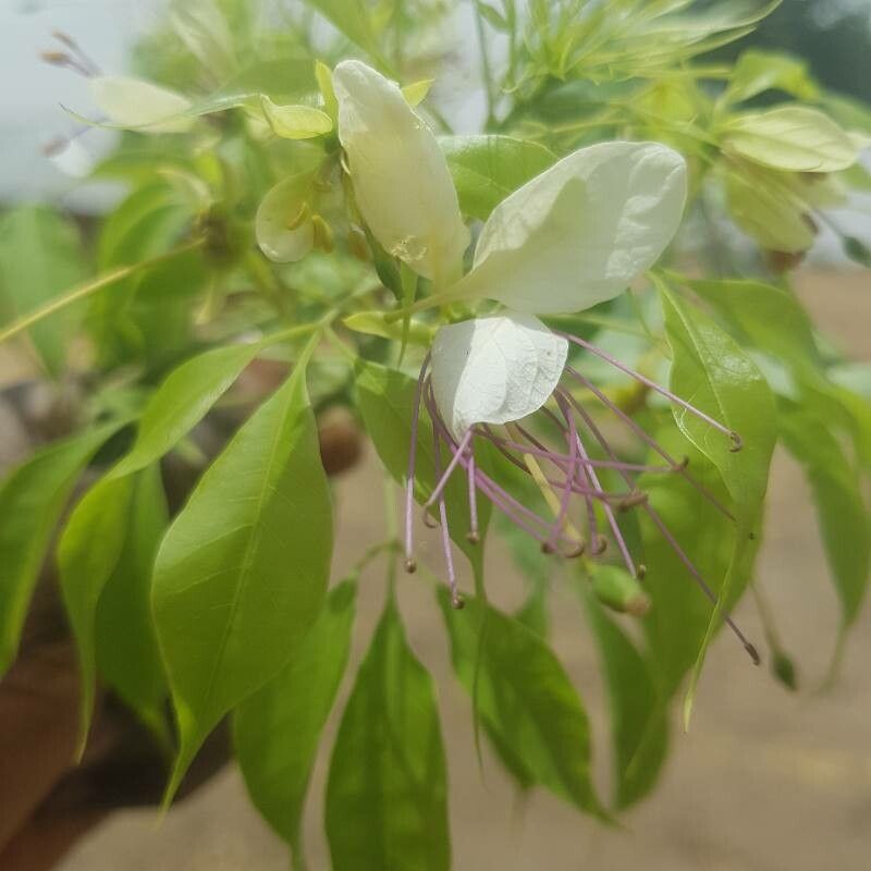 Crateva adansonii — search result for 'Capparaceae'